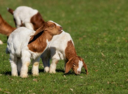 Young Boer goats on a sunny pasture