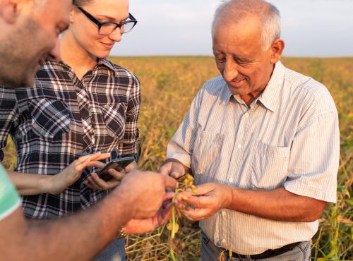 Group of farmers standing in a field examining soybean crop before harvesting.