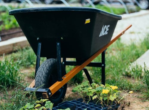 Wheelbarrow and Seedlings