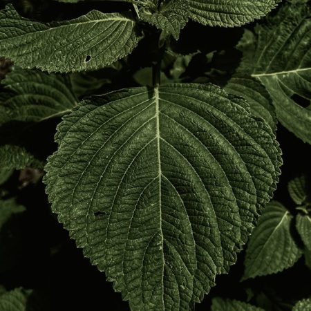 Close-Up Shot of Mint Leaves